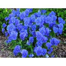 Viola Cornuta Osirus Blue Perfection Çiçeği Tohumu 100 Tohum