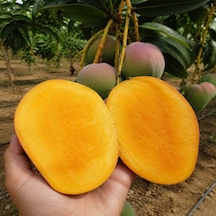 Bahcemden Online Mango 2 KG