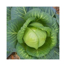 Lahana Brunswick Tohumu 5 GR Cabbage Brunswick Seed N114656
