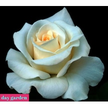 10 Adet Beyaz Gül Tohumu + 10 Adet Sebze Tohumu N114807