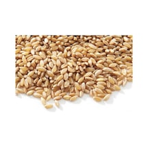 Doğal Tane Buğday Tavuk Ve Güvercin Yemi 50  Kg