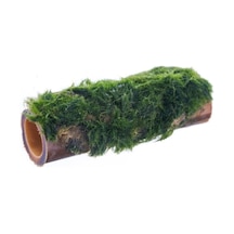 Marimo Moss Bambu Canlı Bitki