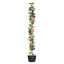 Videolu Pembe Gül Fidanı Yediveren Sarmaşık Mis Kokulu 70-110 Cm 3 Adet Saksılı Climbing Pink Rose