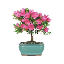 Bodur Bonsai Orkide Ağacı Tohumu Yetiştirme Kiti