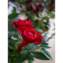 Minyatür Kırmızı Gül 20 35 Cm Saksılı Aşılı Gül Grafted Rose