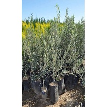 Videolu Gemlik Trilye Bodur Zeytin Fidanı 6 Adet 50-70 Cm Olive Sapling Bahçe Bitkisi