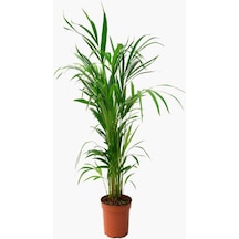 Videolu Areka Salon Palmiyesi 1 Adet Saksılı 80-110cm Iç Mekan Ofis Ev Bitkisi Areca Palm