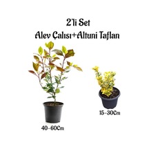 Alev Çalısı Fidanı+altuni Taflan 2'li Çit Bitki Seti Dış Mekan Bitkileri