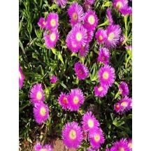 Videolu Kazayağı Çiçeği 5 15 Cm 30 Adet Tüplü Çiçekli Bodur Bitki Floranatolica