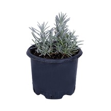 Lavanta Saksıda Lavandula Officinalis - Canlı Çiçek - 1.5 Litre