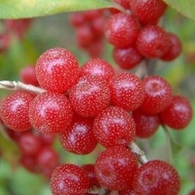 Güz Zeytini eleagnus Umbellata Fidanı 150 -200 Cm