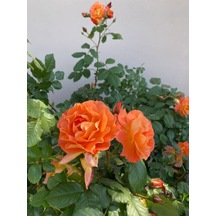 Videolu Yediveren Aşılı Kokulu Turuncu Gül Fidanı 50 80 Cm Saksılı Aşılı Gül Orange Rose