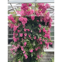 Pembe Isparta Sarmaşık Gül Fidanı 80-100+ Cm