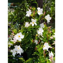 Beyaz Çiçekli Mandevilla Sandavilla 30 60 Cm Dekoratif Tırmanıcı Bahçe Bitkisi
