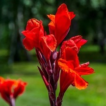 Kana Çiçeği Kırmızı Açan 40-60 Cm Boyunda