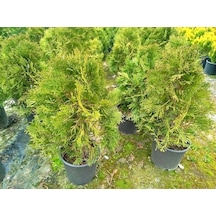 Batı Mazısı Fidanı 5 Adet Thuja Occidentalis Smaragd - Çit Bitkisi