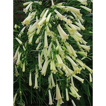Mis Kokulu 1 Adet Beyaz Mercan Çiçeği Saksılı 55-120cm Coral Flower