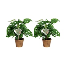 Delikli Devetabanı (Monstera Adansonii Monkey) Saksılı 2 Adet