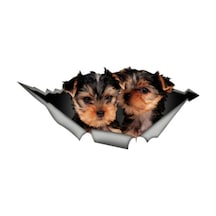 Yorkshire Terrier Cinsi Köpek Araba Sticker Çıkartması