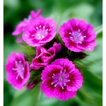 Lila Sweet William Dianthus Barbadus Çiçeği Tohumu 50 Adet