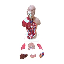 İnsan Vücudu Küçük 28 Cm 8 Parçadan Oluşan Eğitici Oyuncak Sök Tak, Tak Çıkar İnsan Anatomisi, İnsan Vücudu