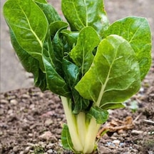 Pazı Tohumu 250 Gram 1 Set