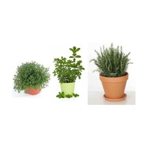 Nura Botanik Saksılı Kekik Nane Biberiye Üçlü Set 10-20 Cm Özel Seri Kaliteli