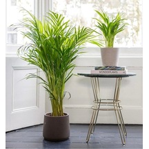 Areka Palmiyesi Salon Ofis Çiçeği 100-120cm Saksılı İç Mekan Çiçeği