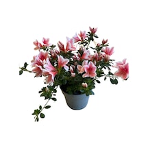 Rhododendron Indicum 'pink White' Açelya Çiçeği
