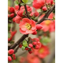 Videolu Canlı Kırmızı Renk 1 Adet Bahar Dalı Çiçeği Fidanı 40-60cm Saksılı Spring Branch Flower