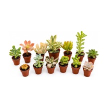 Zevli Canlı Kaktüs Ve Sukulent Seti 12+1 Adet Mini Saksılı Gerçek Salon Bitkileri Koleksiyonu Ev Ve Ofis Dekorasyonu, Succulent Gift Set