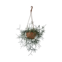 Rhipsalis Pilocarpa | Askılı Saksıda