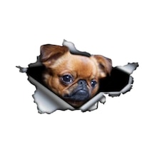 Brussels Griffon Cinsi Köpek Sticker Yapıştırma 20 Cm