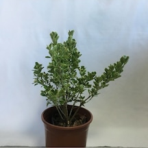 Yeşil Taflan Fidanı 20-40 Cm