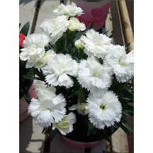 Yoğun Kokulu Beyaz Karanfil Çiçeği 1 Adet Saksılı 40-60cm Dianthus Caryophyllus