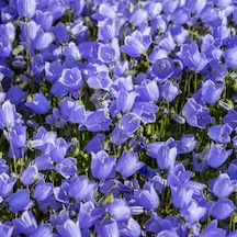 Isabella Campanula Dark Blue Çan Çiçeği Tohumu 100 Tohum