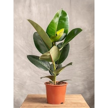 Kauçuk Çiçeği 1 Adet 20-45cm Mini Boy Saksılı İç Mekan Çiçeği