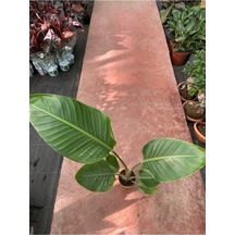Starliçe Cennet Kuşu Strelitzia Nicolai 30-60 Cm
