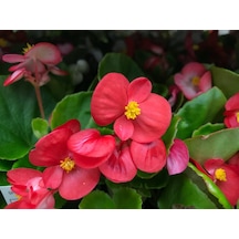 Begonya Begonia Kırmızı Renk 30 Adet