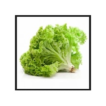 Kışlık Kıvırcık Marul Tohumu 500+ Tohum N116786