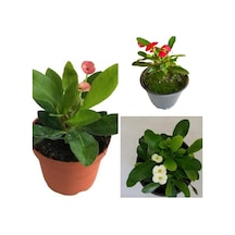 Serada Decor Plant Dikenler Tacı Milli Euphorbia Set 3 Adet Kırmızı-pembe-beyaz