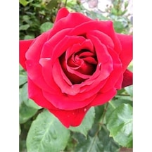 Kırmızı Gül Fidanı 10-20 Cm