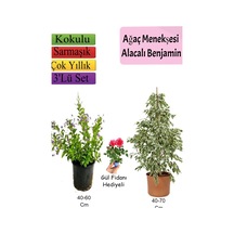 Beyaz Alacalı Benjamin Bitkisi+ Ağaç Menekşesi Duranta + Gül Fidanı Hediyeli