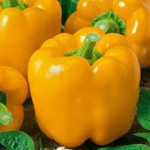 100 Adet Tohum Nadir Sarı Tatlı Dolmalık Dolma Biber Tohumları