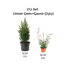 Limon Çamı+ Gaura Çiçeği 2'li Set Dış Mekan Bitkisi
