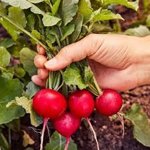 50 Adet Tohum Nadir Organik Kırmızı Bahar Turpu Tohumu