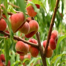 Tüplü Yarı Bodur Özel Çeşit Paraguaya Şeftali Fidanı