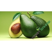 Aşılı Tüplü 2 Yaş Zutano Avokado Boy 60-90cm