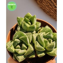 Haworthia Cymbiformis Sukulent 1 Adet