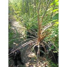 Yeşil Deniz Fidancılık Dracena Bitkisi 40-70 Cm